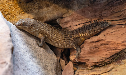 Gidgee Skink (Egernia stokesii), very rare, threatened species. Habitat Central Australia.
