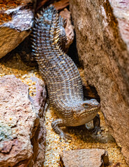 Gidgee Skink (Egernia stokesii), very rare, threatened species. Habitat Central Australia.