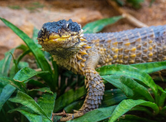 Giant Girdled Lizard, Cordylus giganteus, South Africa.