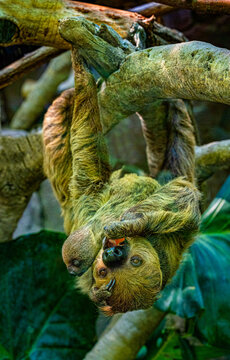 Two-toed Sloth. Mother and cub hanging from a branch. The mother treats herself to a meal.