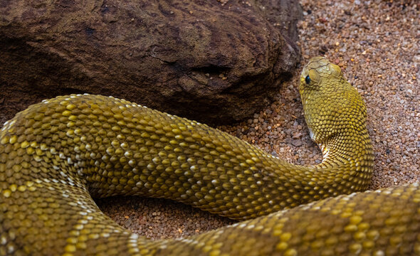 Mexican West Coast Rattlesnake or Mexican Green Rattler (Crotalus basiliscus), venomous snake, native to the west coast of Mexico.