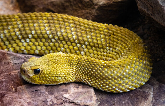 Mexican West Coast Rattlesnake or Mexican Green Rattler (Crotalus basiliscus), venomous snake, native to the west coast of Mexico.