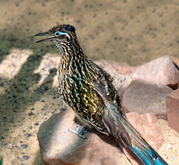 The greater roadrunner (Geococcyx californianus) is a long-legged bird in the cuckoo family