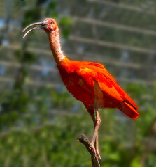 Scarlet ibis (Eudocimus ruber) is a species of ibis in the bird family Threskiornithidae. It inhabits tropical South America and part of the Caribbean.