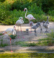 Greater flamingo family (Phoenicopterus roseus)with juvenile chicks, four weeks old.