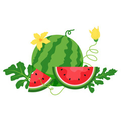Watermelon and juicy slices vector, flat design of green leaves and watermelon flower illustration, Fresh and juicy fruit concept of summer food.