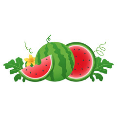 Watermelon and juicy slices vector, flat design of green leaves and watermelon flower illustration, Fresh and juicy fruit concept of summer food.