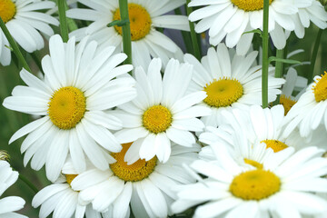 White flowers. Garden daisies close-up on a sunny day. Medicinal plants. Chamomile for herbal medicine.