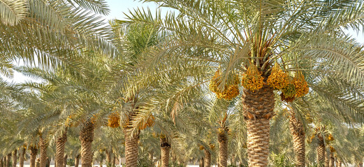 Date palm branches with ripe dates. Saudi arabian dates farm.