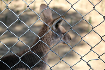 kangourou en zoo