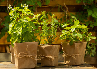 Potted fresh garden herbs.Rosemary, mint, pepper and strawberry in brown paper package.Spicy spice and herb seedling.Assorted fresh herbs in a pot.Home aromatic and culinary herbs.Copy space.
