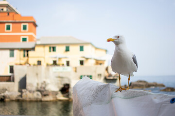 White seagull on the wooden boat is watching you.