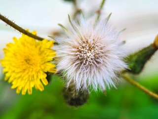 Closeup of white and yellow Common Dandelions on blur background