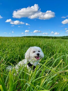 puppy in the grass