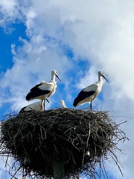 stork in the nest