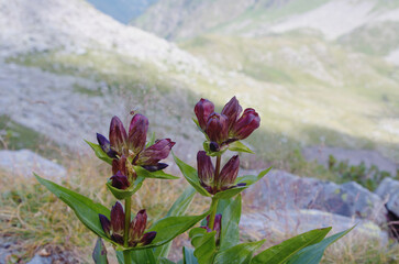 Purple gentian ( Gentiana purpurea ). Gentian root ( bitter ) is used in herbalism and for the...