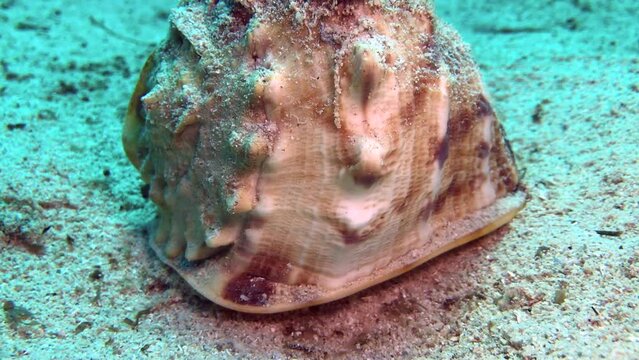 sea snail