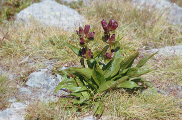 Purple gentian ( Gentiana purpurea ). Gentian root ( bitter ) is used in herbalism and for the...