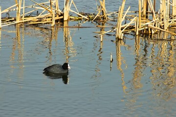 View of Eurasian coot (Fulica atra) wading in a lake