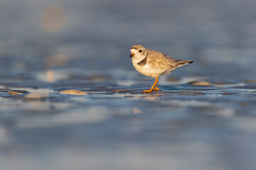 A piping plover (Charadrius melodus) foraging on the wet beach at sunset.