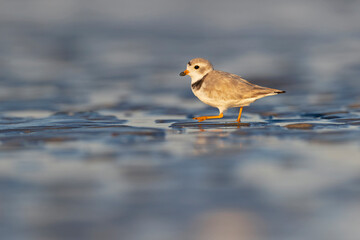 A piping plover (Charadrius melodus) foraging on the wet beach at sunset.
