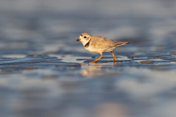 A piping plover (Charadrius melodus) foraging on the wet beach at sunset.