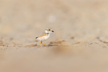A piping plover (Charadrius melodus) fledgling foraging in the morning sun on the beach.