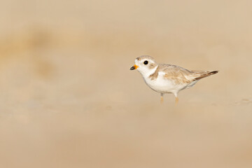 A piping plover (Charadrius melodus) foraging at golden light on the beach at sunset.