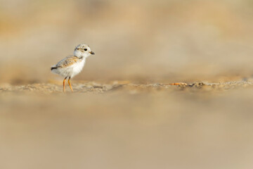 A piping plover (Charadrius melodus) fledgling foraging in the morning sun on the beach.