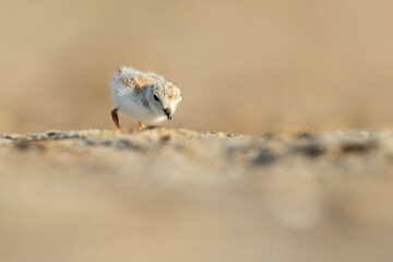 A piping plover (Charadrius melodus) fledgling foraging in the morning sun on the beach.