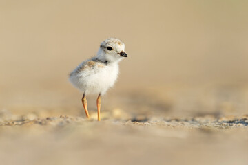 A piping plover (Charadrius melodus) fledgling foraging in the morning sun on the beach.