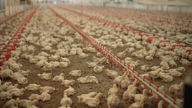 Chicken fattening farm.
Hundreds of chickens in the chicken fattening farm. General farm view.
