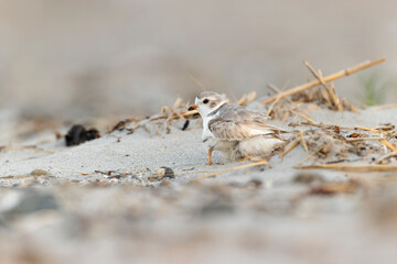 A piping plover (Charadrius melodus) adult keeping its young warm underneath its body.