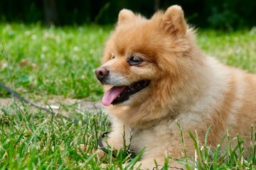 Portrait of a dog in the green grass.
breed of Pomeranian.