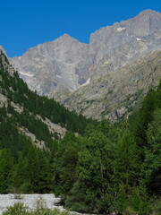 Fototapeta na wymiar rivière en fond de vallée dans le massif des écrins dans les alpes, avec ses forêts de mélèzes