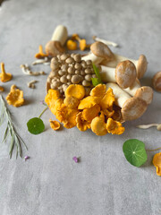 Porcini and Chanterelle Musrooms on the black cutting board and woodern board on the table. 
