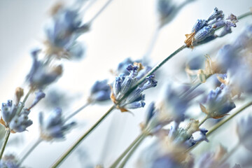 Dried lavender branches. Bunches of small white seeds on thin branches.