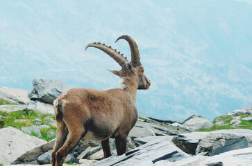 Alpine ibex (Capra ibex).