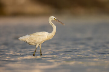Portrait of Little Egret (Egretta Garzetta)