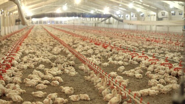 Fattening chickens in the chicken farm.
Growth and nutrition of chicks. General view of fattening chickens.
