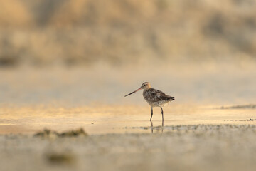 Bar tailed Godwit in shallow water at sunrise, Bahrain