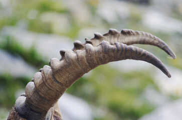 Alpine ibex (Capra ibex): detail of the horns of an adult specimen. 