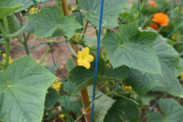 キュウリ栽培・家庭菜園