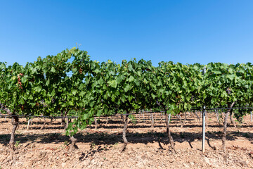 Fototapeta na wymiar Vineyard background with clear blue sky with copy space, South of France, Europe