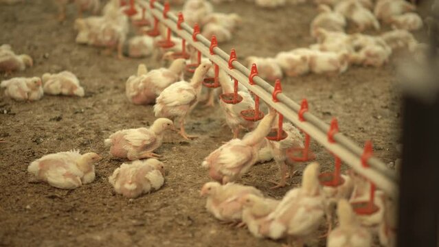 Chicken breeding, chicks.
Feeding and drinking water of fattening chicks.
