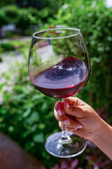 Woman holding glass of red wine and bunch of black grapes in vineyard. concepts of vintage, harvest and wine making.