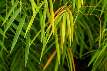 Colorful bamboo leaves, shallow focus, for background and wallpaper
