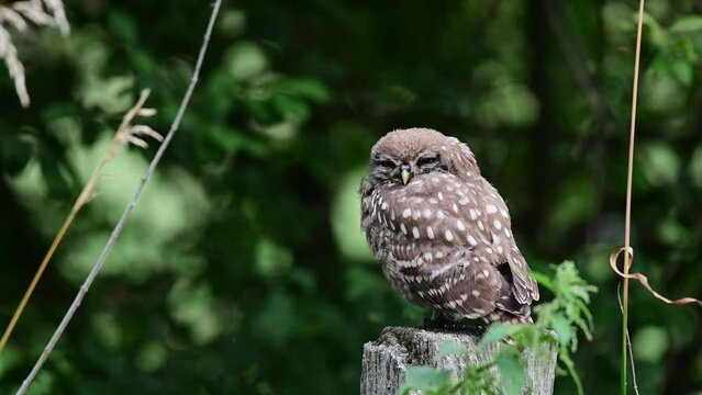 Young Little Owl sitting on a fence post waiting for food , summer, north rhine westphalia, (athene noctua), germany