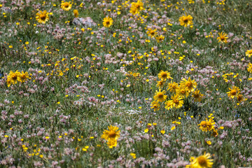 Colorado Wildflowers by an Alpine lake in the Rocky Mountains