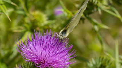 Motyl siedzącym na oście pijący nektar. © Ryszard